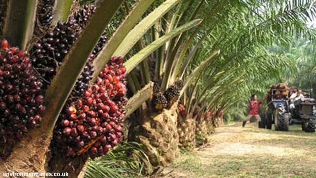 Harga Referensi CPO Turun ke USD 792,19 per MT Periode Oktober 2022