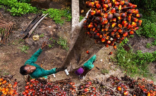 Harga TBS Sawit Riau Periode 13-19 April 2022 Naik Rp 48,03/Kg, Berikut Harganya..
