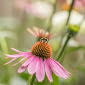 10 Manfaat Echinacea untuk Kesehatan, Herbal Alami Penguat Imun