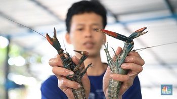 Ekspor Bibit Lobster Terus Heboh, Susi Pudjiastuti Buka Suara