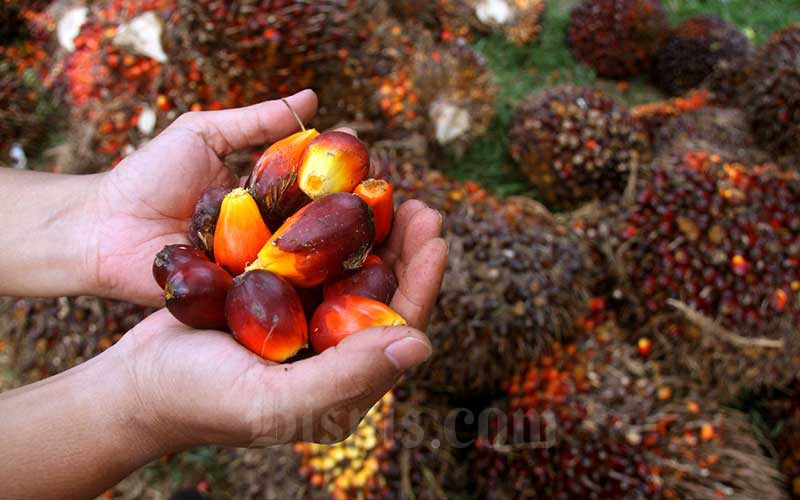 Naik Lagi, Pekan Ini Sawit Riau Dijual Rp3.866,45 per Kg