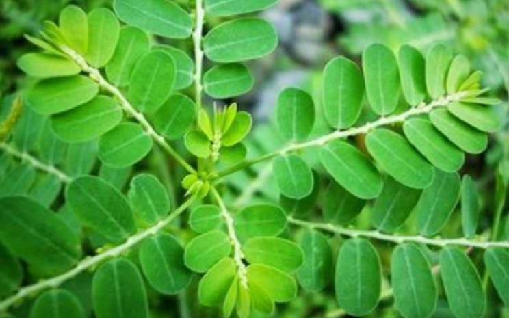 Turunkan Kolesterol, Inilah 12 Manfaat Daun Kelor untuk Kesehatan