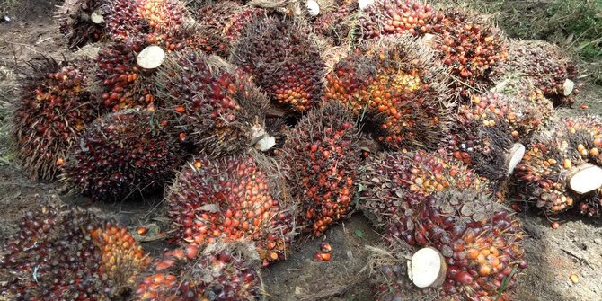 Harga Komoditas Mahal, Pajak Sektor Kelapa Sawit Naik 140 Persen