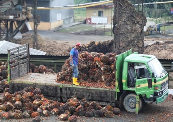 Permintaan Meningkat, Harga TBS Kelapa Sawit di Riau Semakin Naik