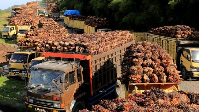 Harga CPO untuk Bea Keluar Turun Jadi US$713,89 per Ton