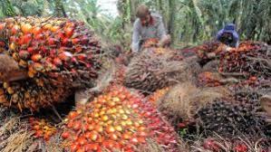 Pekan Ini, Harga TBS Kelapa Sawit di Riau Turun Jadi Rp1.717,15 per Kg