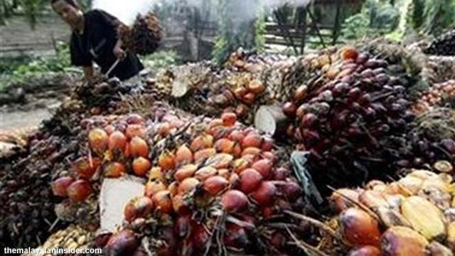Kesulitan Jual CPO, Pabrik Kelapa Sawit Setop Operasi