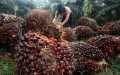 Naik Lagi, Sawit Riau Kini Dijual Rp3.457,15 per Kg