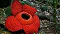 Jelang Tahun Baru, Bunga Rafflesia Terbesar di Dunia Mekar di Sumbar