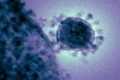 WHO Peringatkan Virus Misterius di China Berpotensi Menyebar
